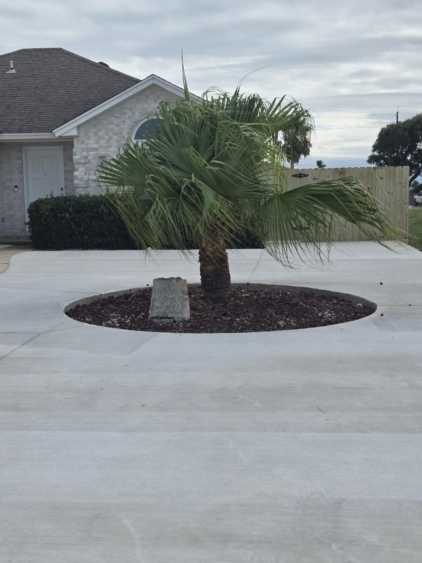 New drive with palm planter